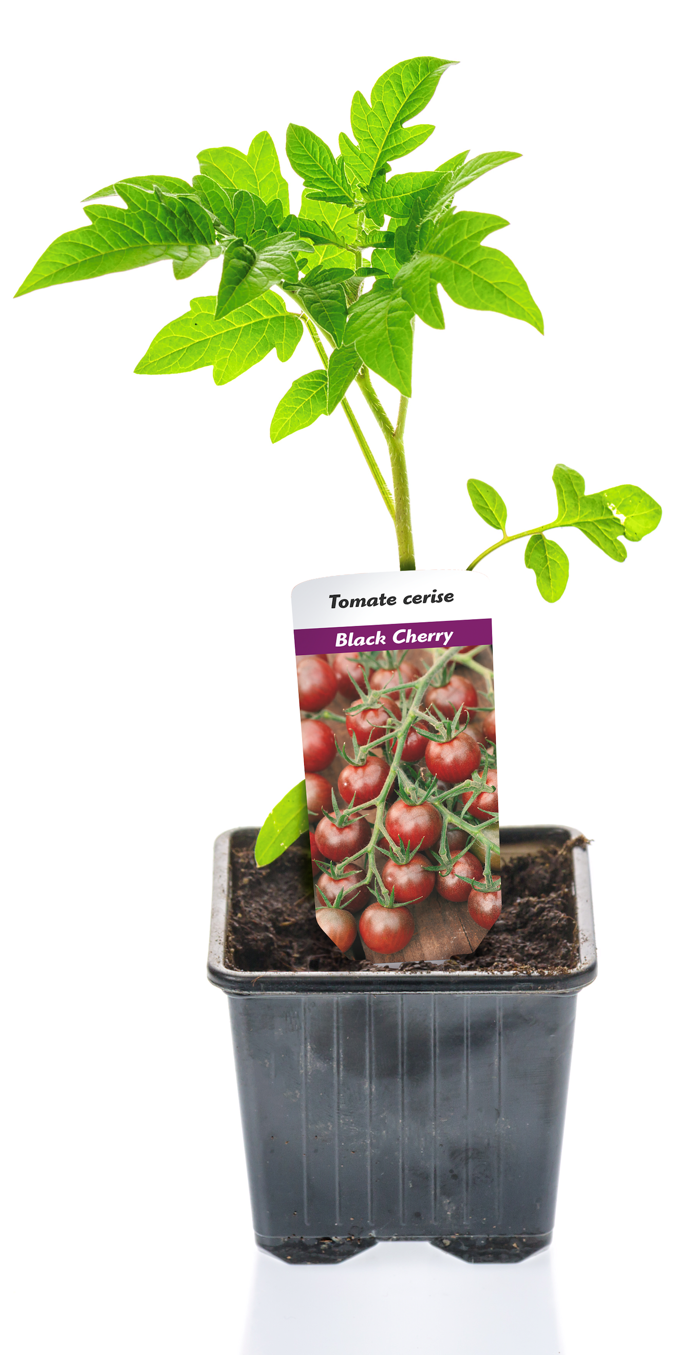 Floramedia _ Chromos plantes - Etiquettes plantes