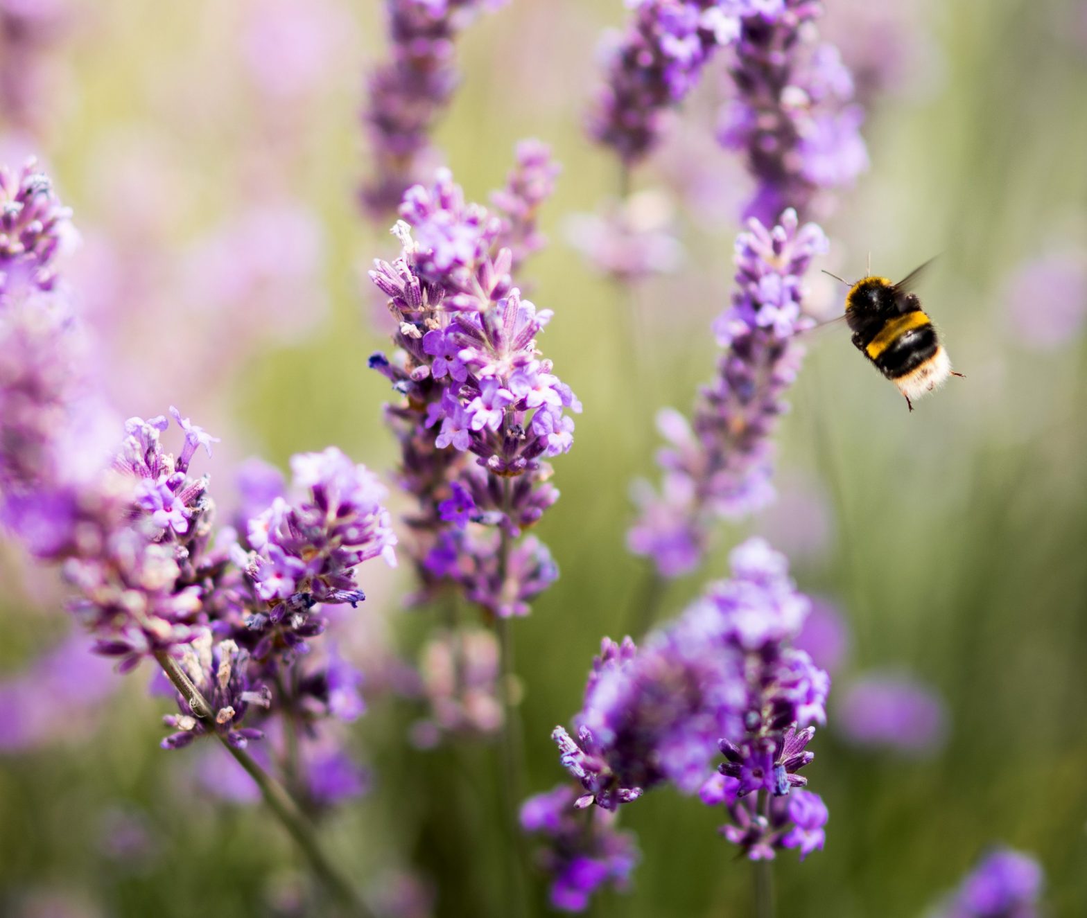 Floramedia : agence communication horticulture : chromos, étiquettes plantes, photographies horticoles, sachets semences