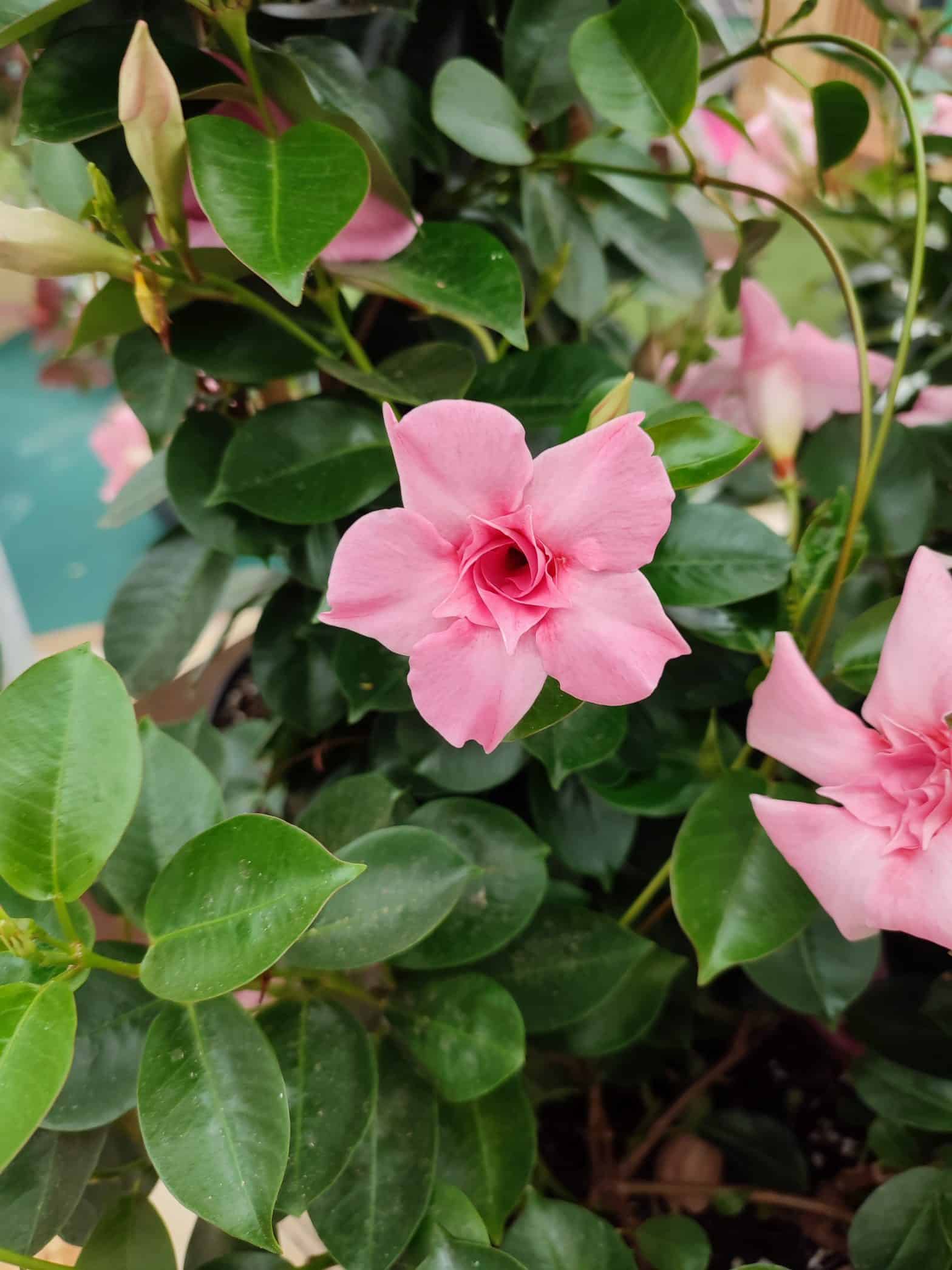 Agence communication horticole Floramedia,Mandevilla SUNDAVILLE® ‘Double Blush Pink’