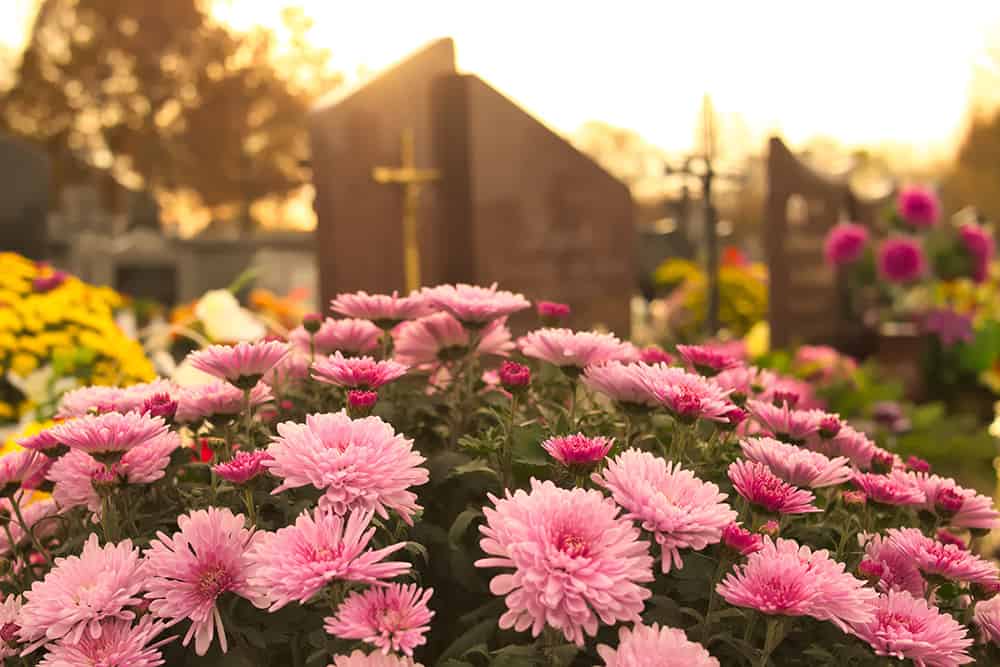 Floramedia - Agence communication végétal - achats plantes toussaint 2023