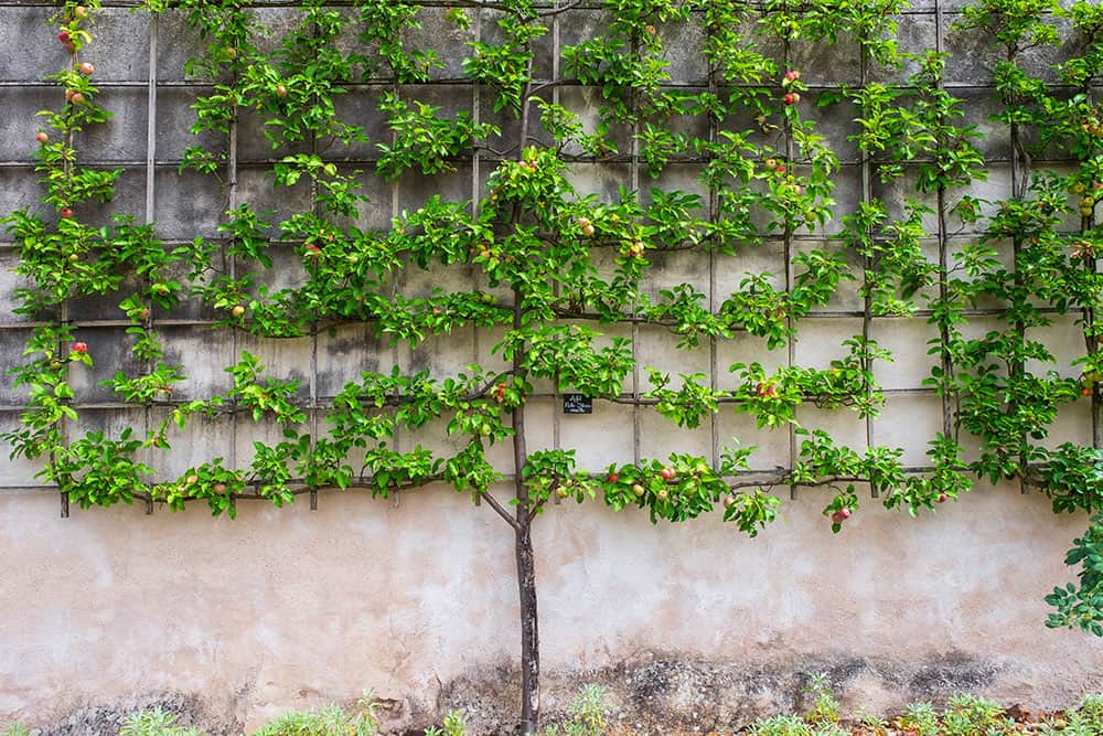 Floramedia - Agence communication horticole - Art de l'Espalier