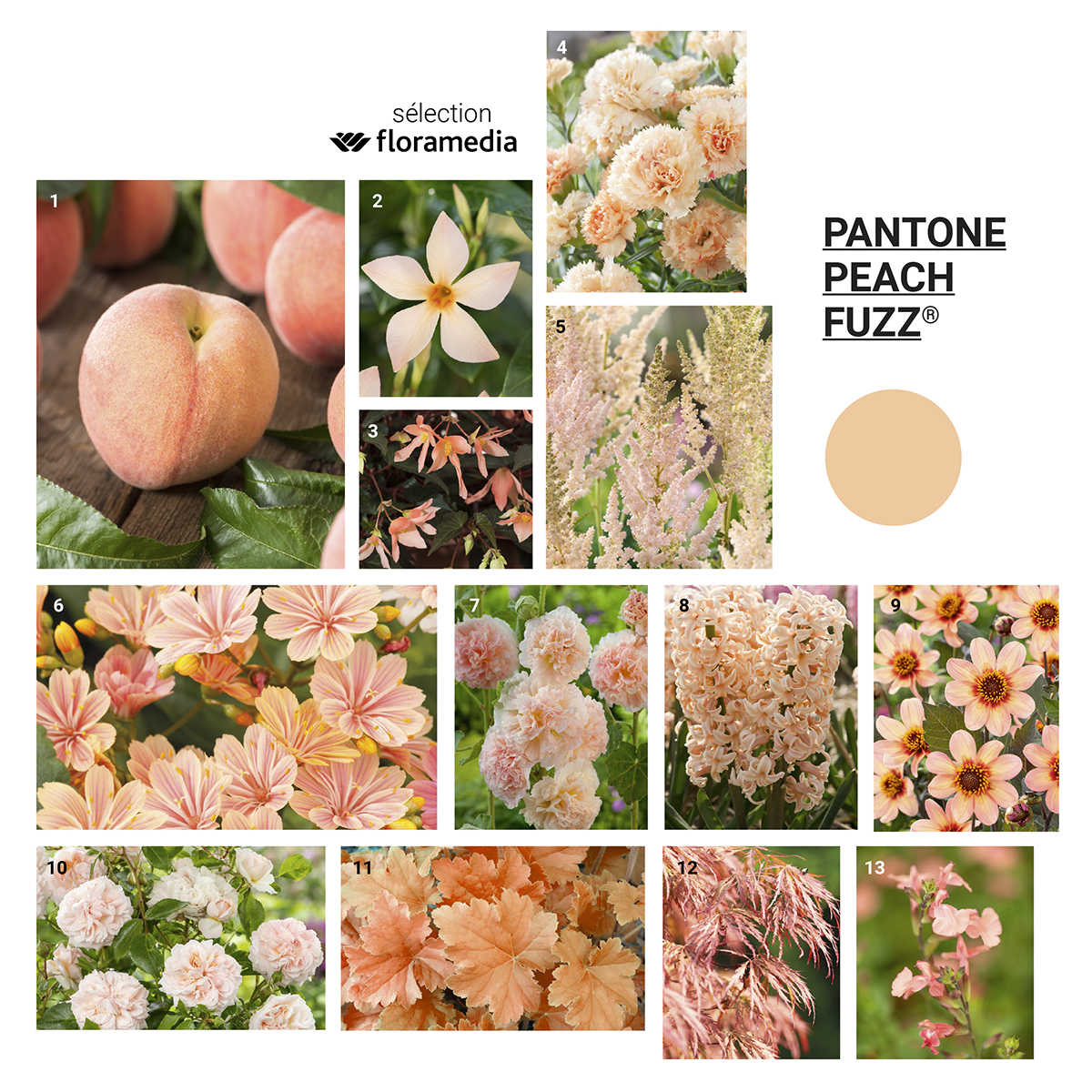 Floramedia - Agence communication végétal - inspiration végétale couleur Pantone 2024