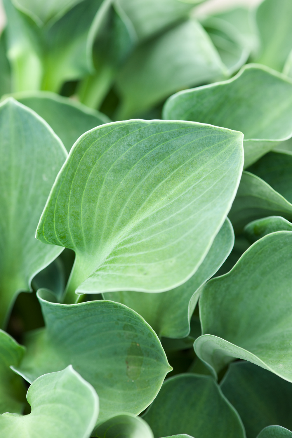 Hosta Blue Mouse Ears - Hosta bleu miniature