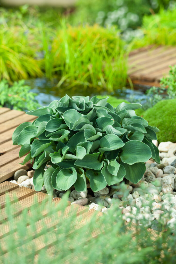 Hosta Blue Mouse Ears - Hosta bleu miniature