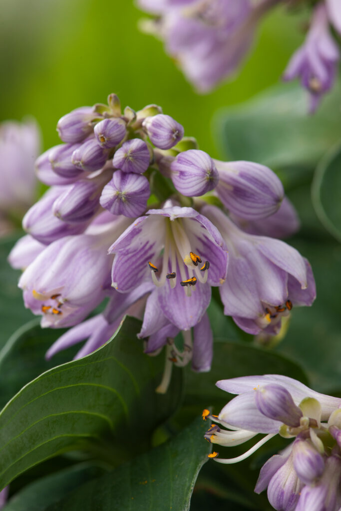 Hosta Blue Mouse Ears - Hosta bleu miniature