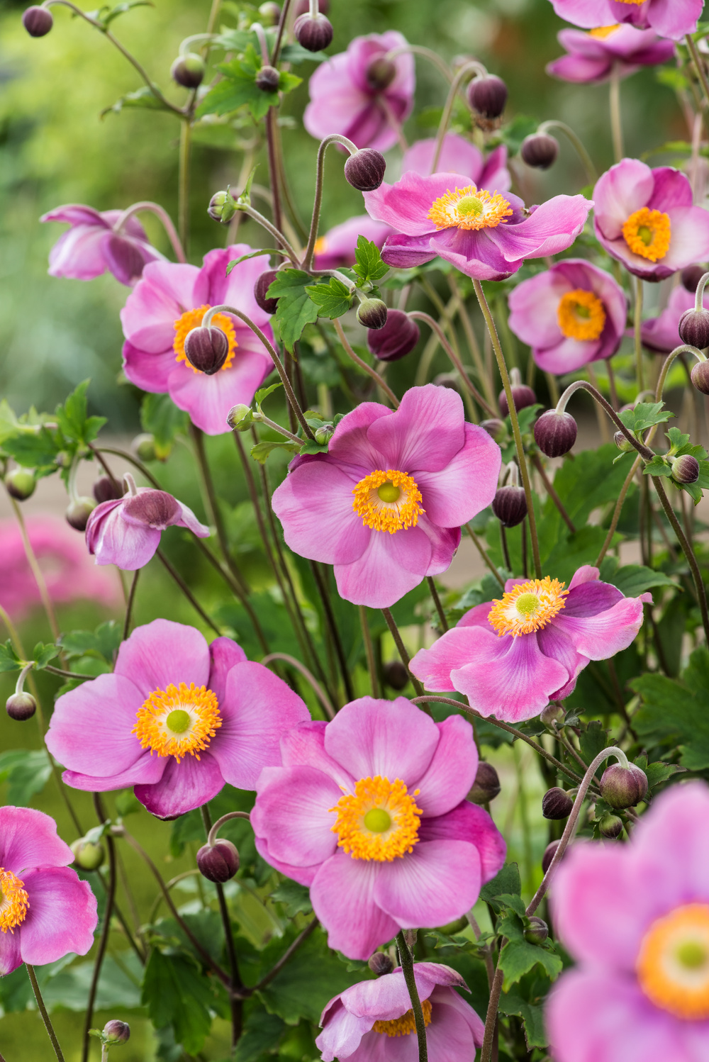 Anemone hupehensis Splendens Autumn Single Grp.