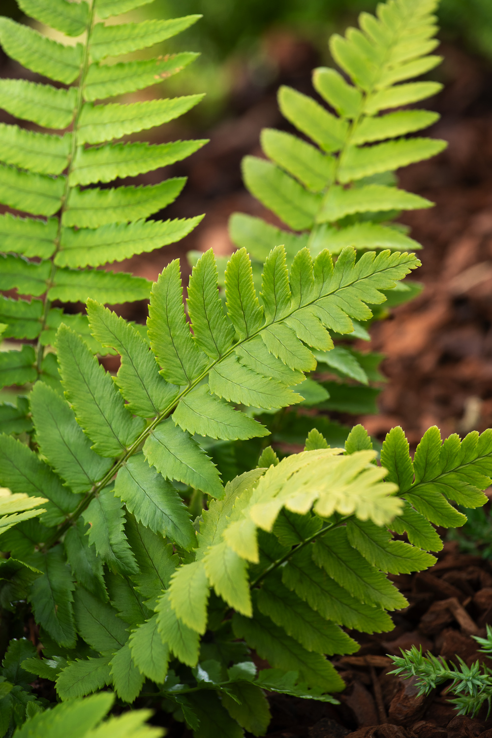 Dryopteris erythrosora