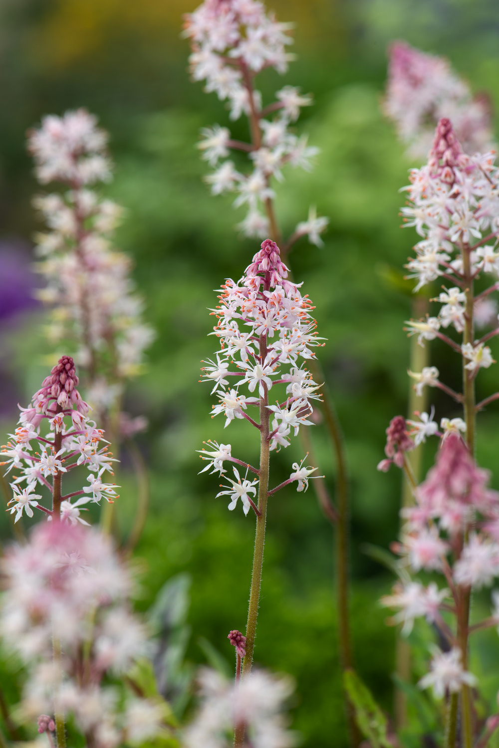 Tiarella Angel Wings