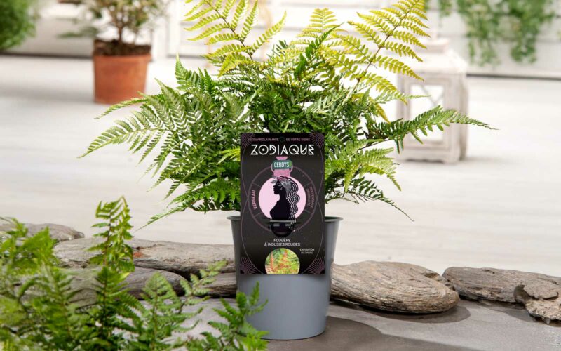 floramedia zodiaque cerdysconcept design astrologie