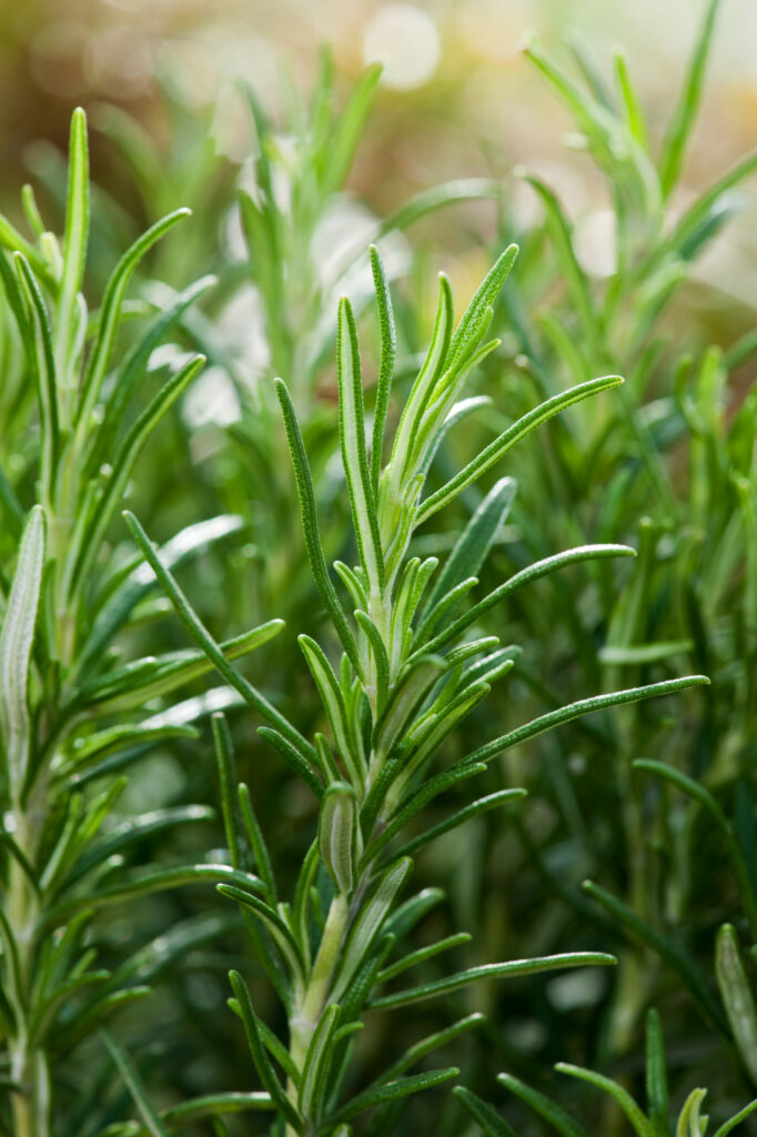 Floramedia - Agence de communication et marketing horticole - Plantes résistantes sécheresse