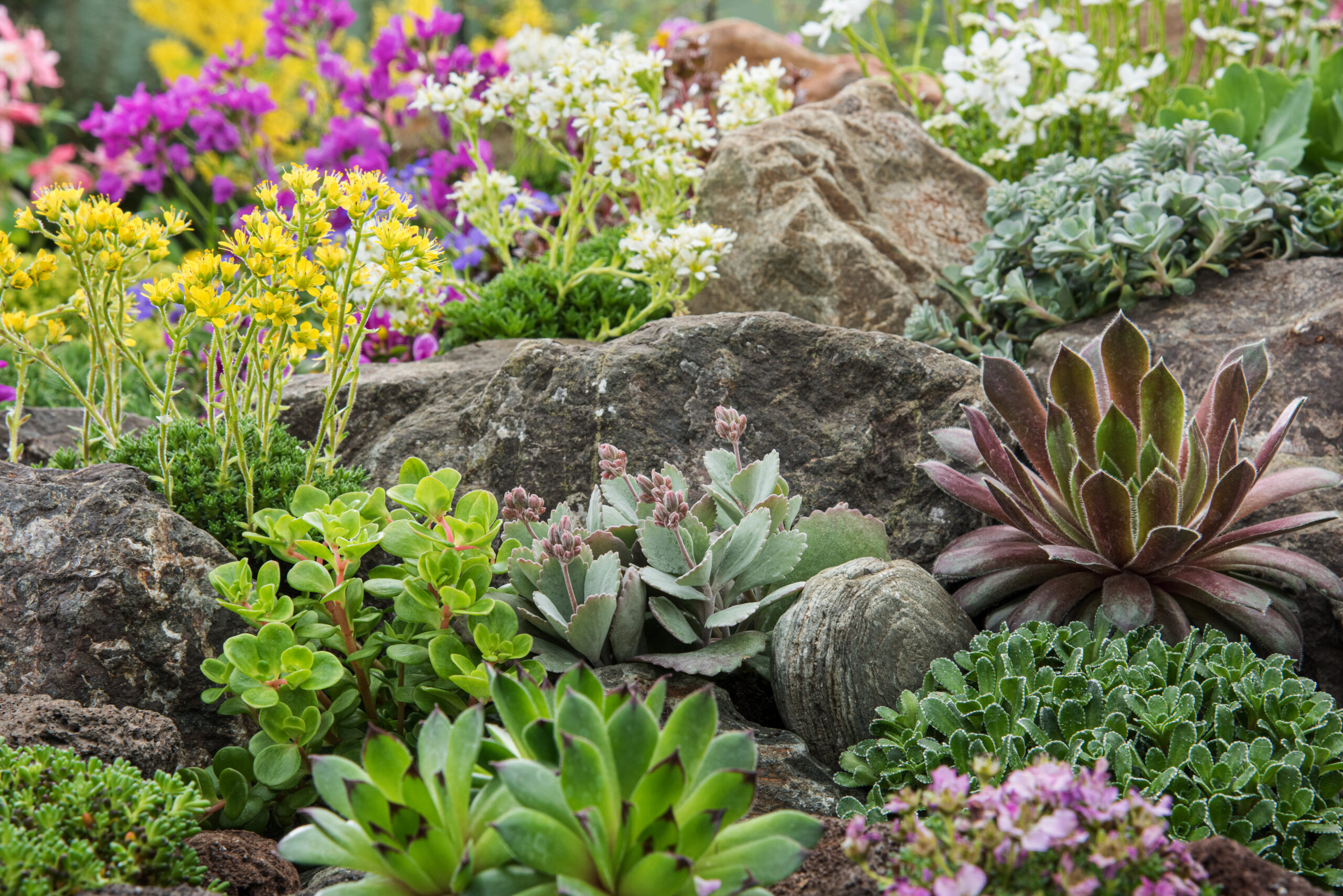 Floramedia - Agence de communication et marketing horticole - Plantes résistantes sécheresse