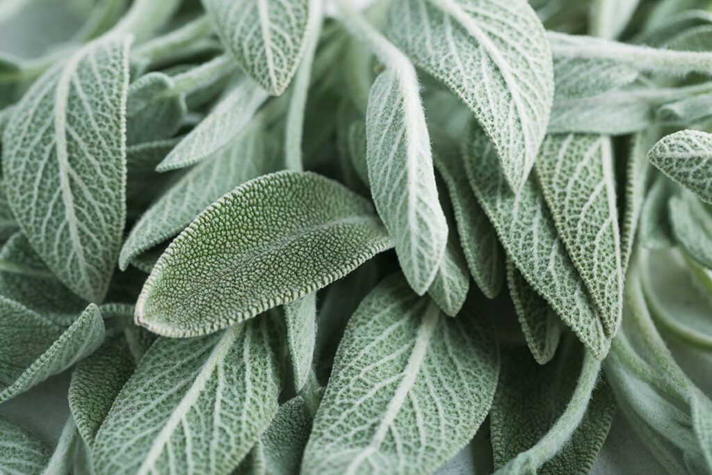 Floramedia - Agence de communication et marketing horticole - Plantes résistantes sécheresse