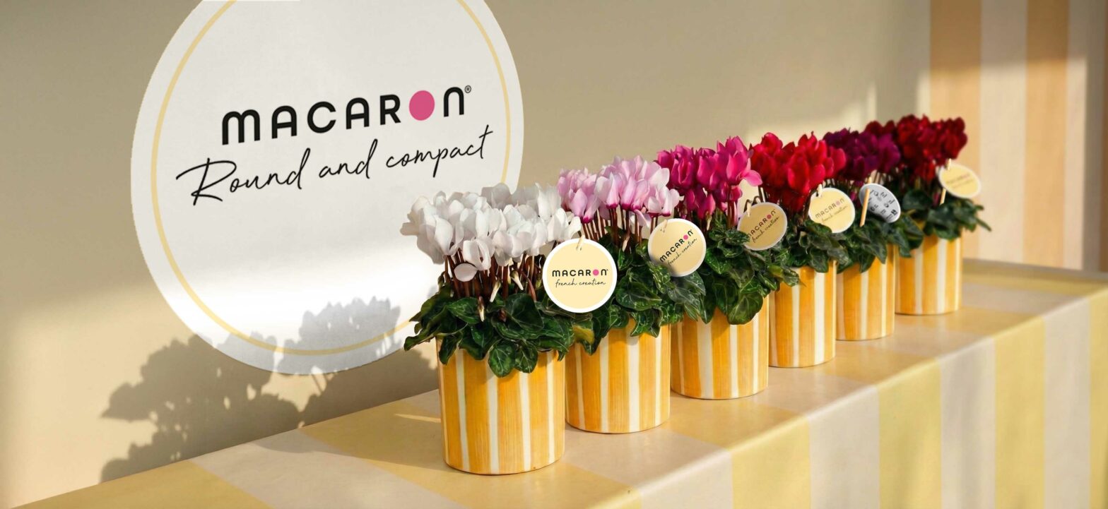 Floramedia_realisations_branding_Morel_Macaron