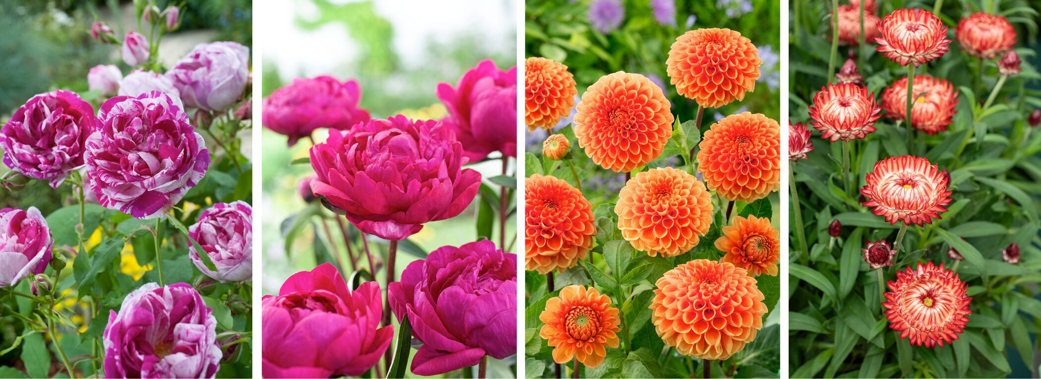 tendances jardin 2026 - Floramedia - Agence de communication et marketing horticole