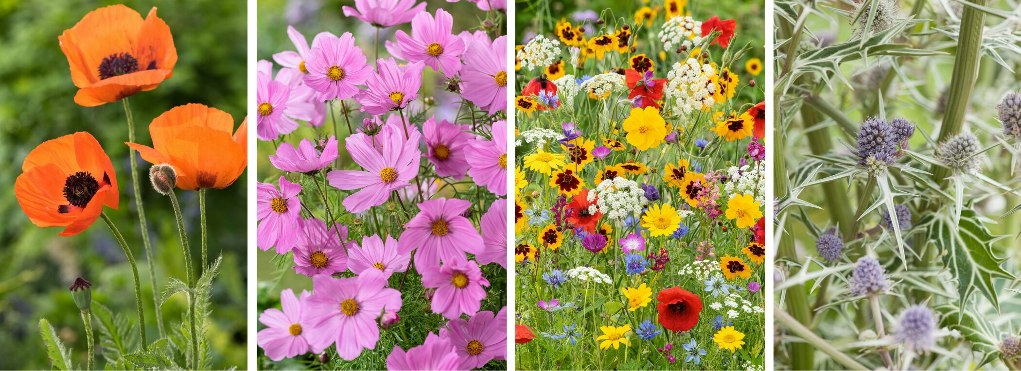 tendances jardin 2026 - Floramedia - Agence de communication et marketing horticole