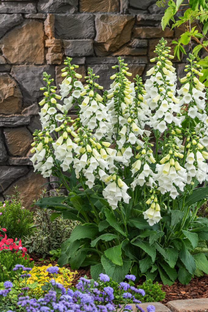 ©Floramedia IPM Essen 2026