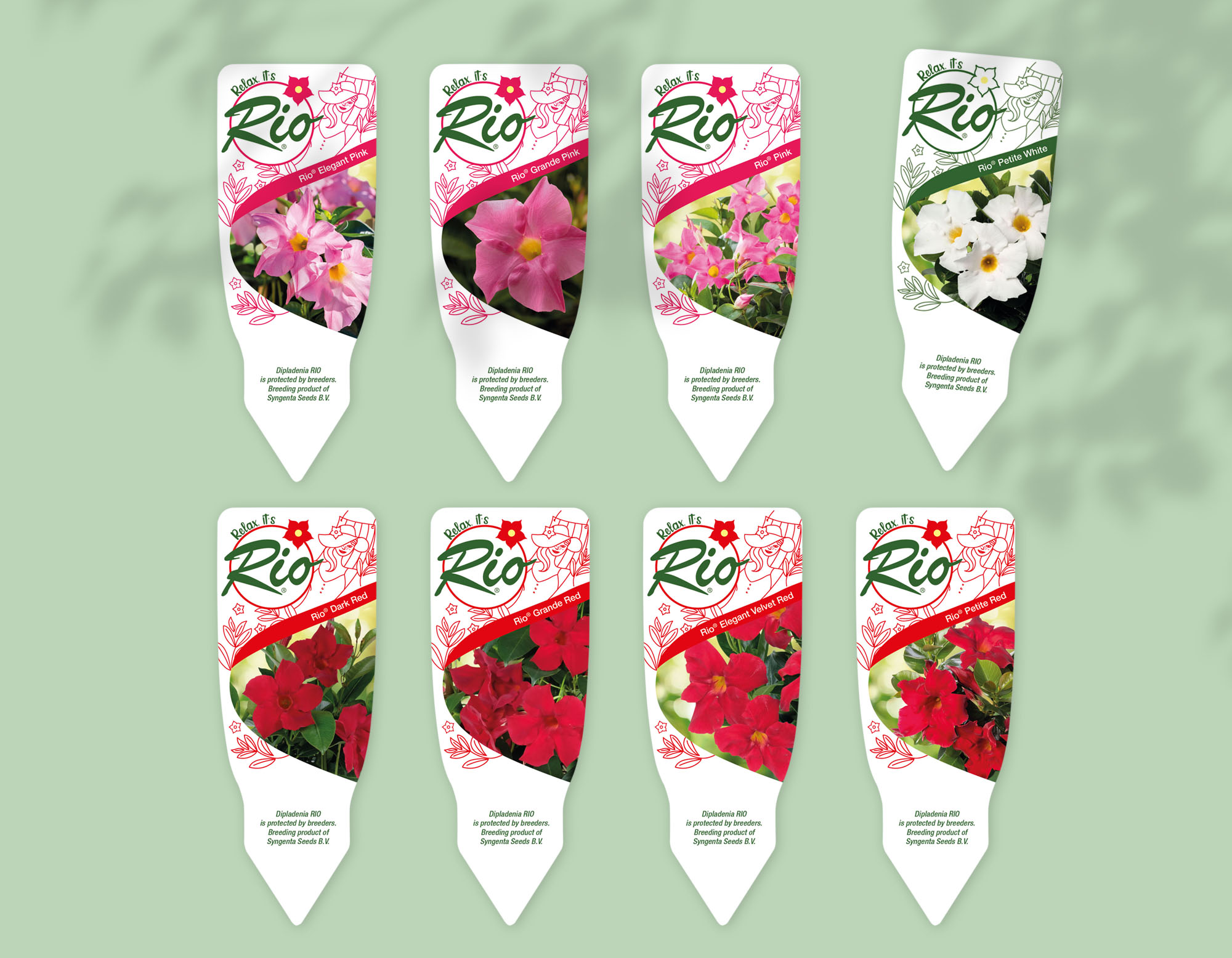 Floramedia, réalisations : syngenta dipladenia Rio