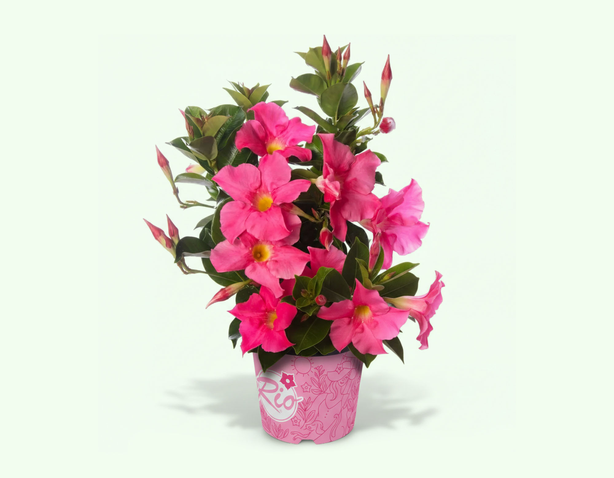 Floramedia, réalisations : syngenta dipladenia Rio