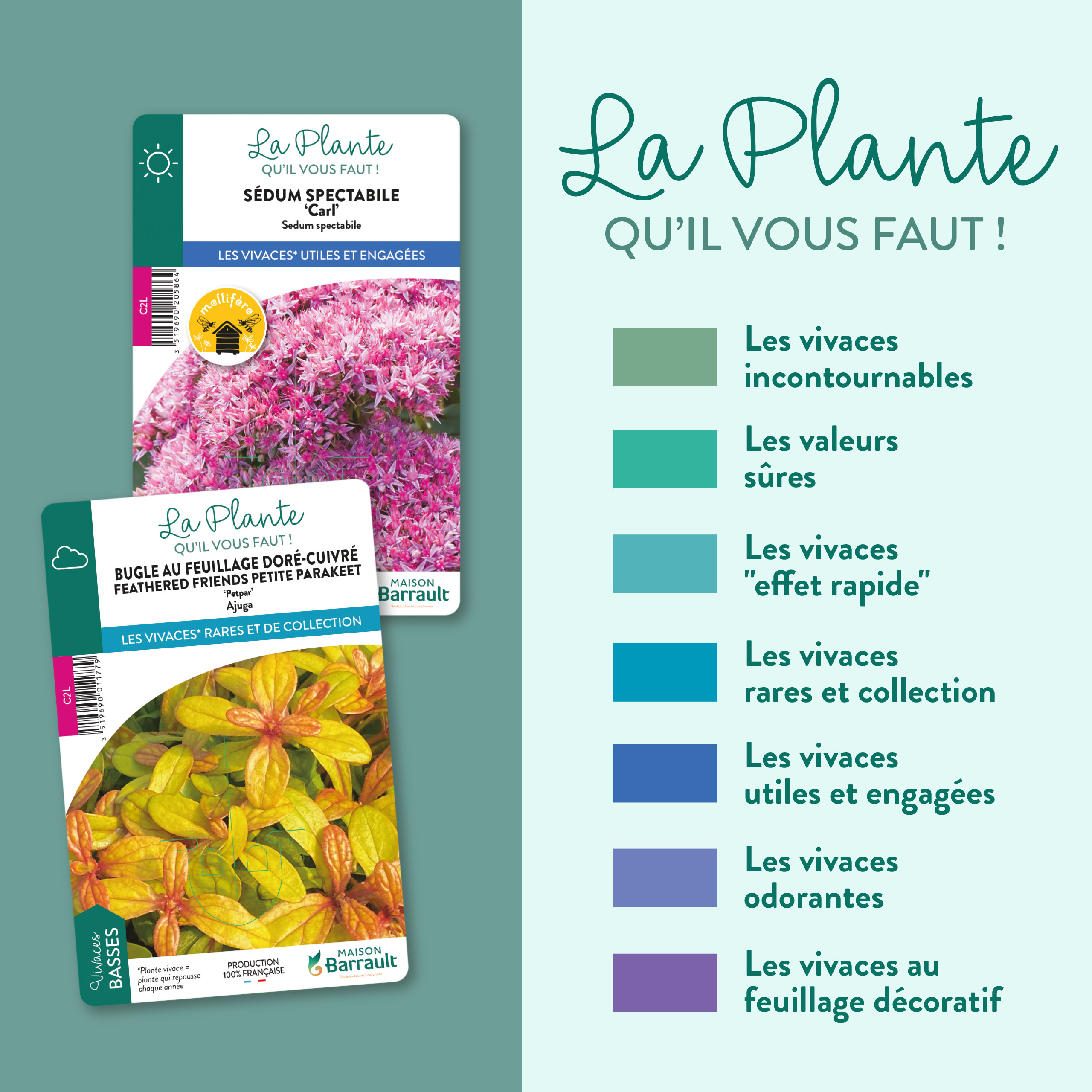 Floramedia - realisations, barrault vivaces chromos