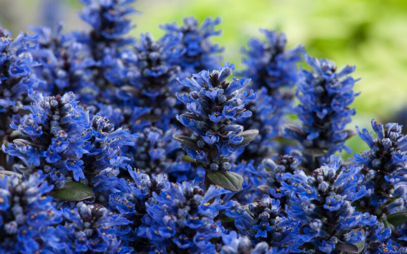 Floramedia - realisations, barrault vivaces chromos Floramedia - realisations, barrault vivaces chromos