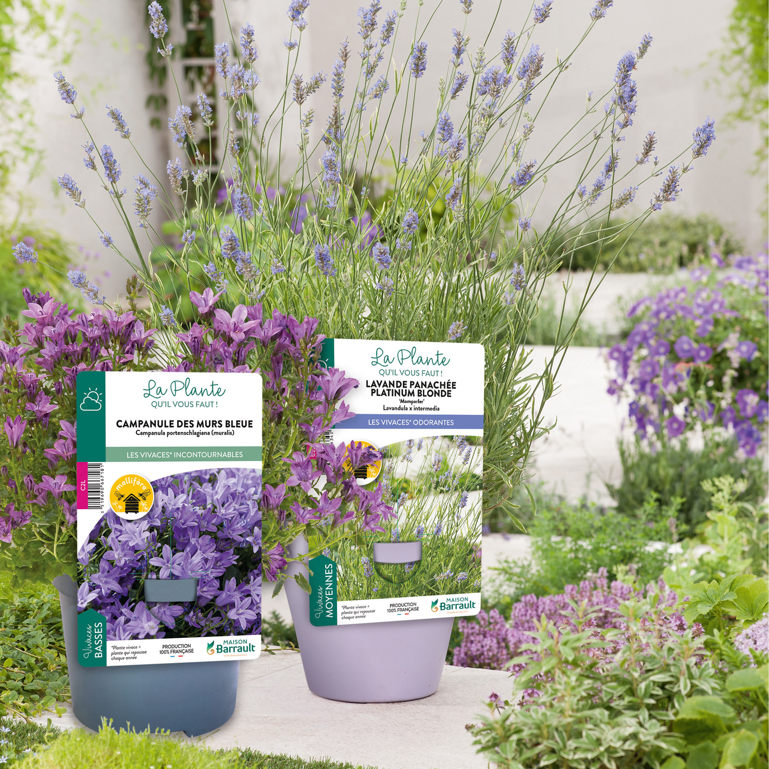 Floramedia - realisations, barrault vivaces chromos