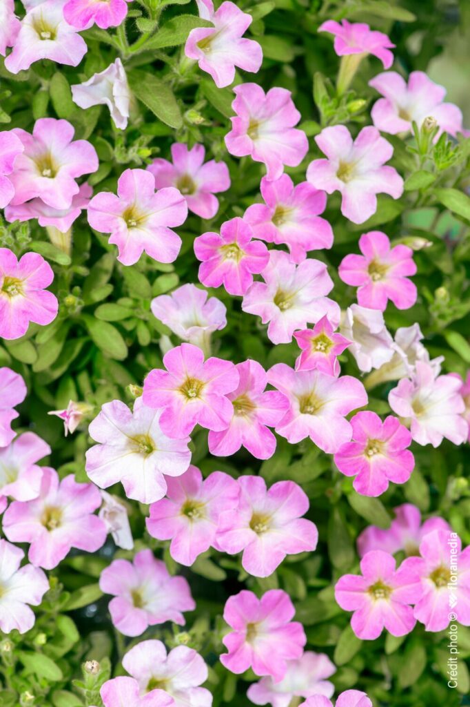plantes à massif 2025 - Floramedia - Agence de communication et marketing horticole