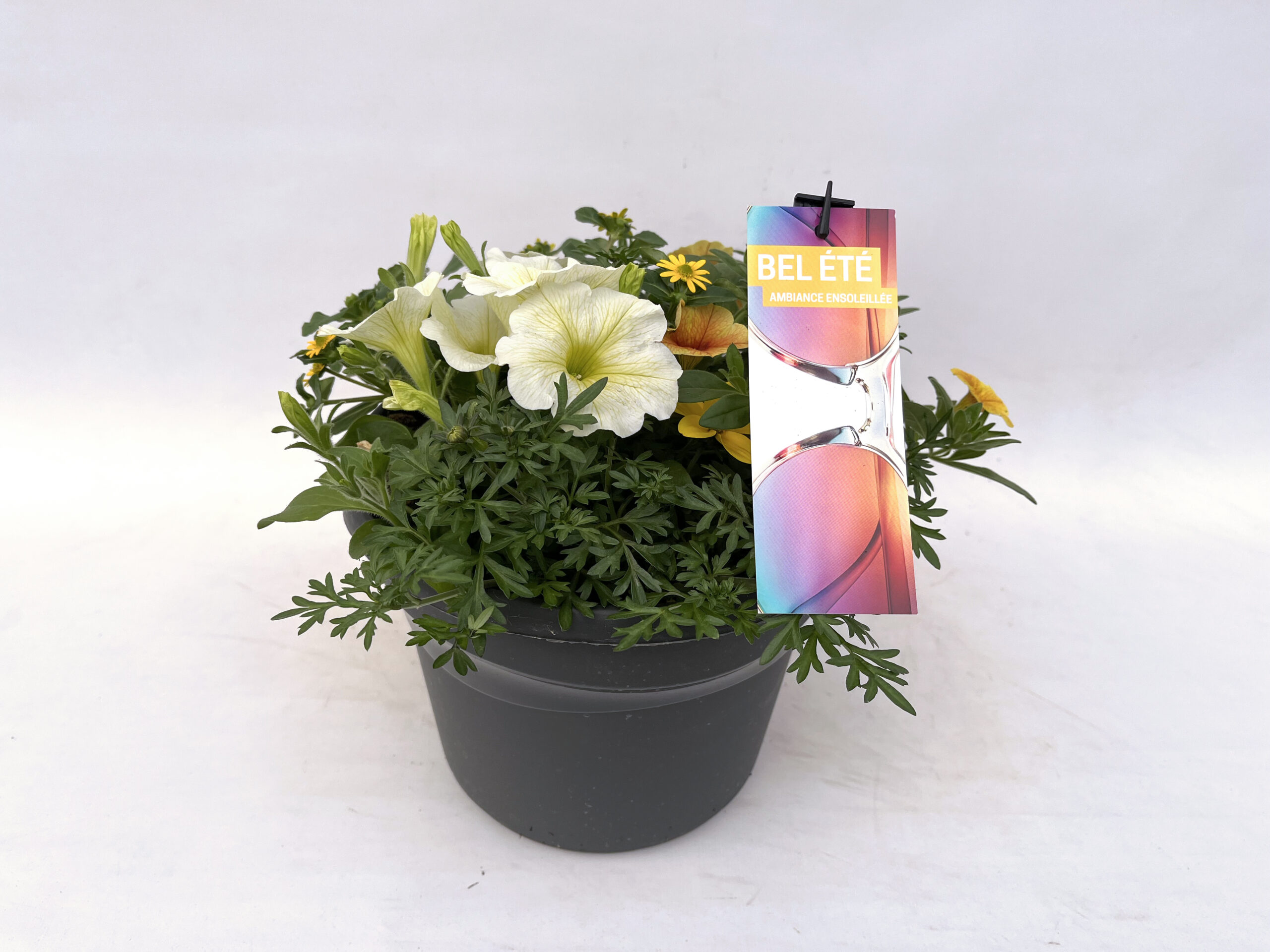 Floramedia - realisations, Robin bel été