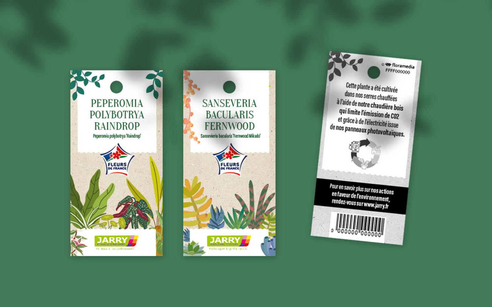 Floramedia - realisations, Jarry plantes vertes et succulentes