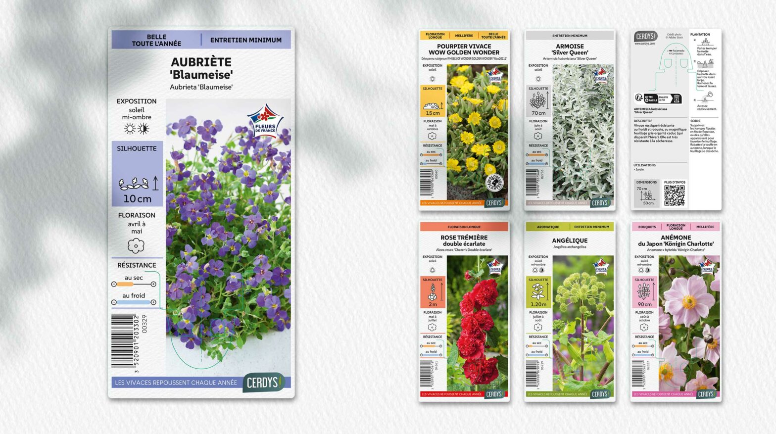 Floramedia - realisations, vivaces en godet Cerdys