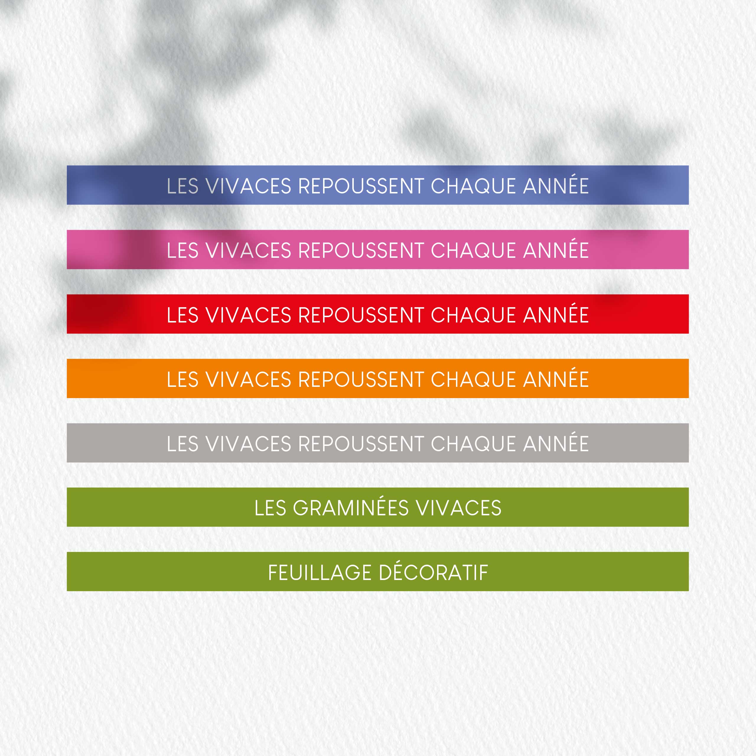 Floramedia - realisations, vivaces en godet Cerdys
