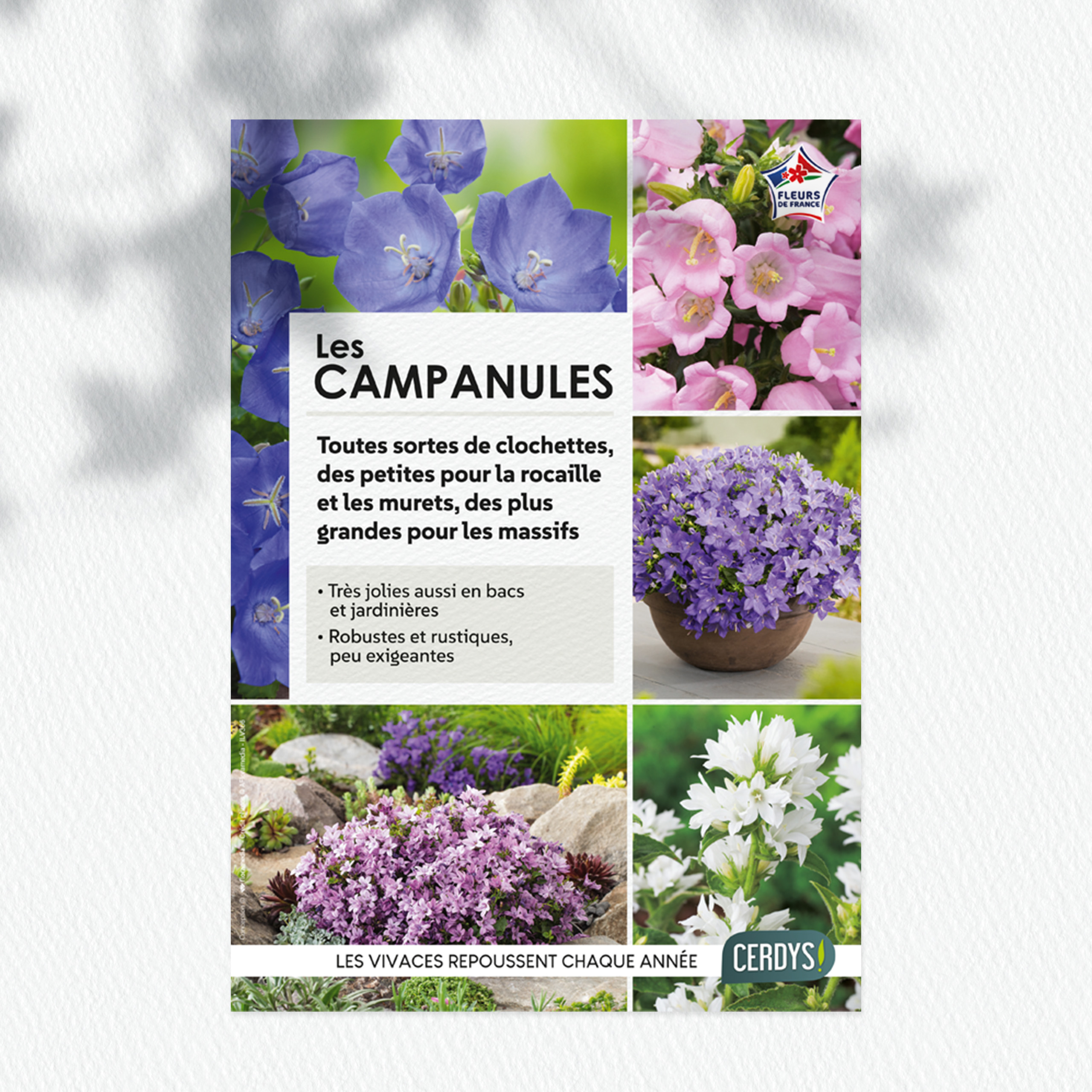 Floramedia - realisations, vivaces en godet Cerdys