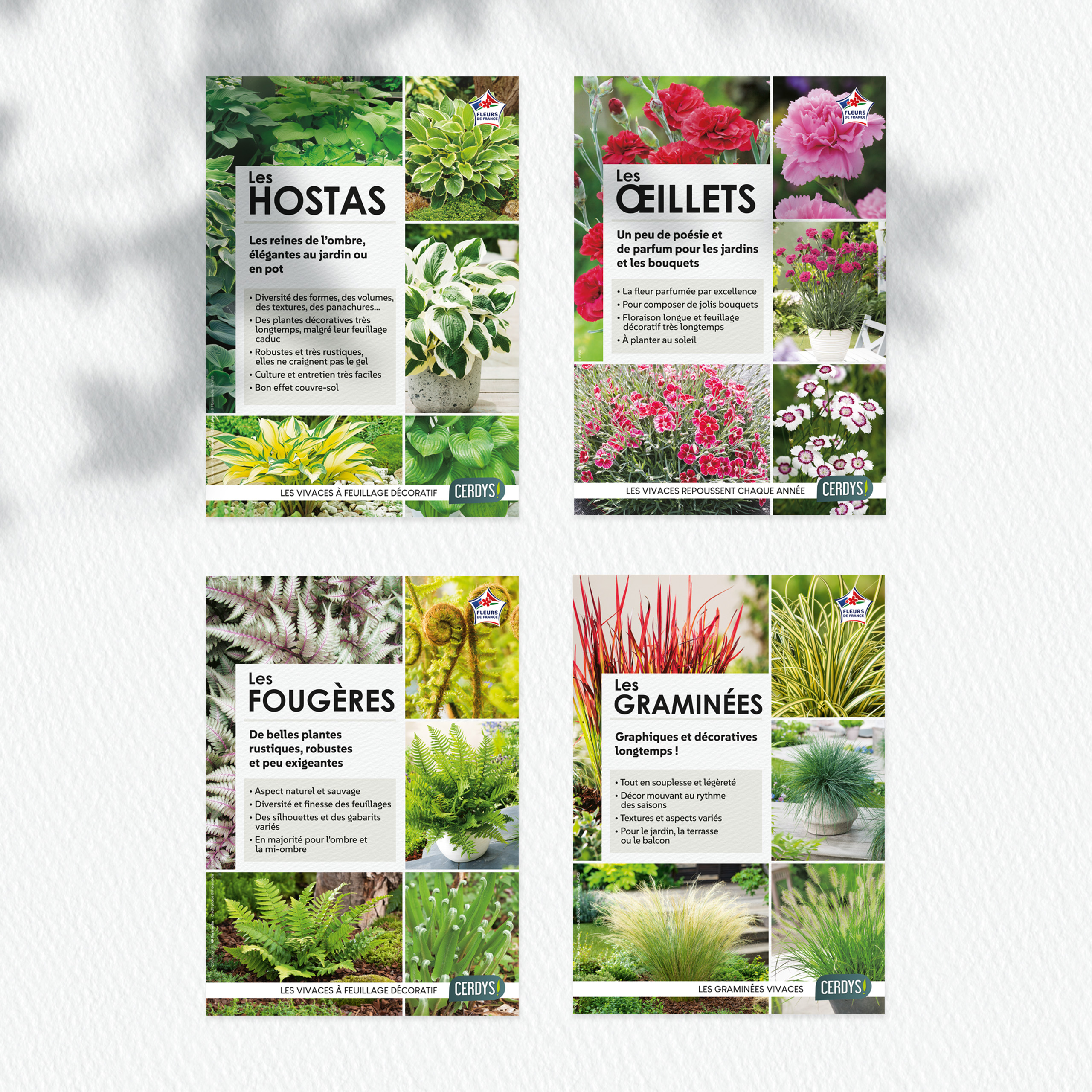 Floramedia - realisations, vivaces en godet Cerdys