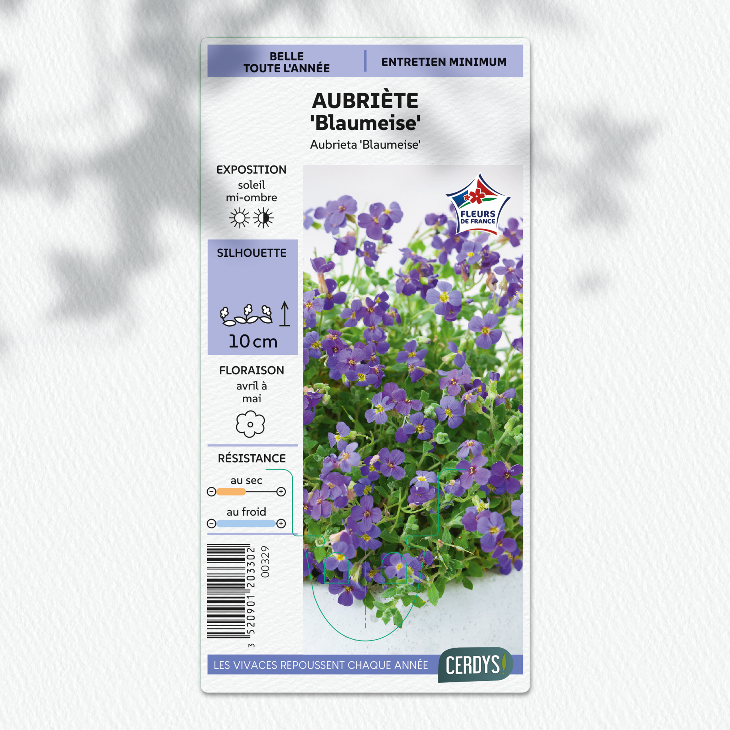 Floramedia - realisations, vivaces en godet Cerdys
