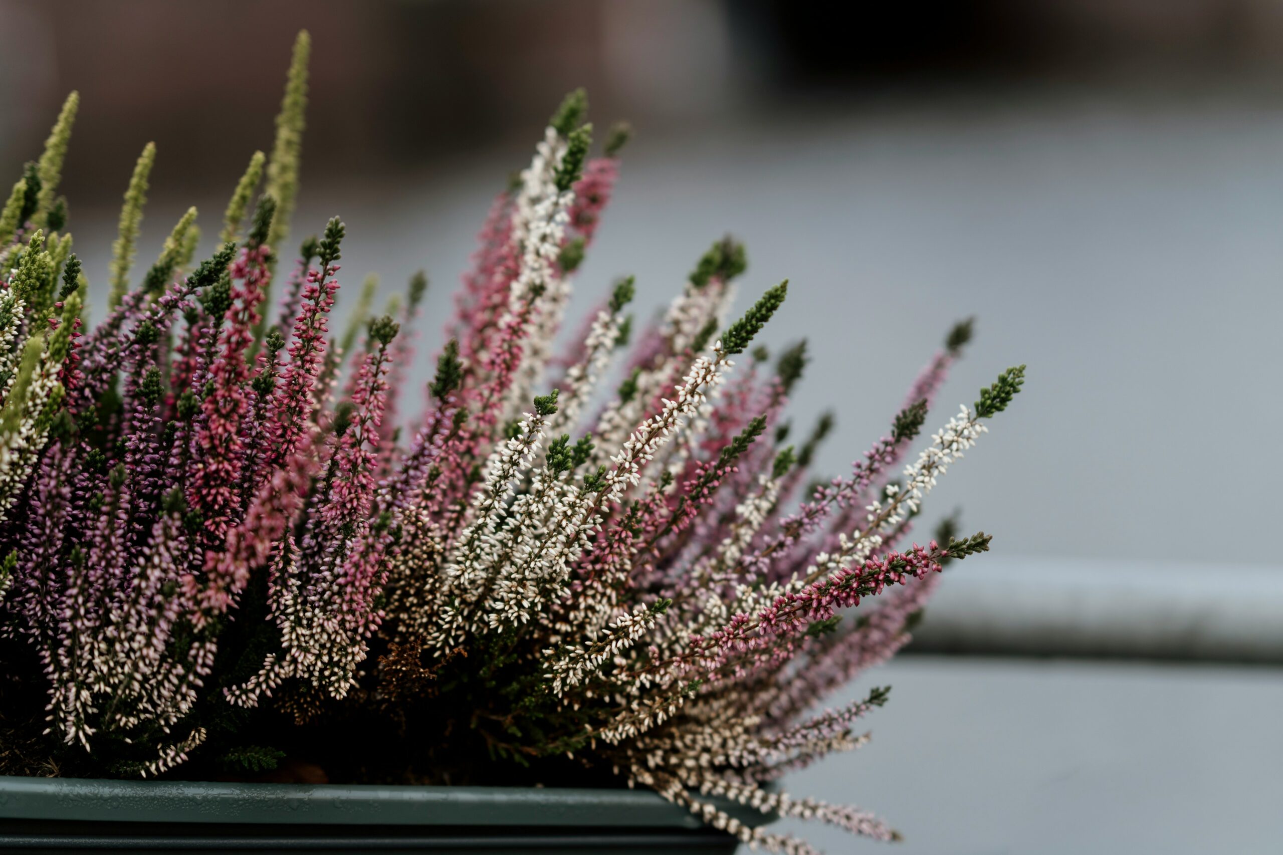 Floramedia - blog, Toussaint 2026 végétal, bruyère