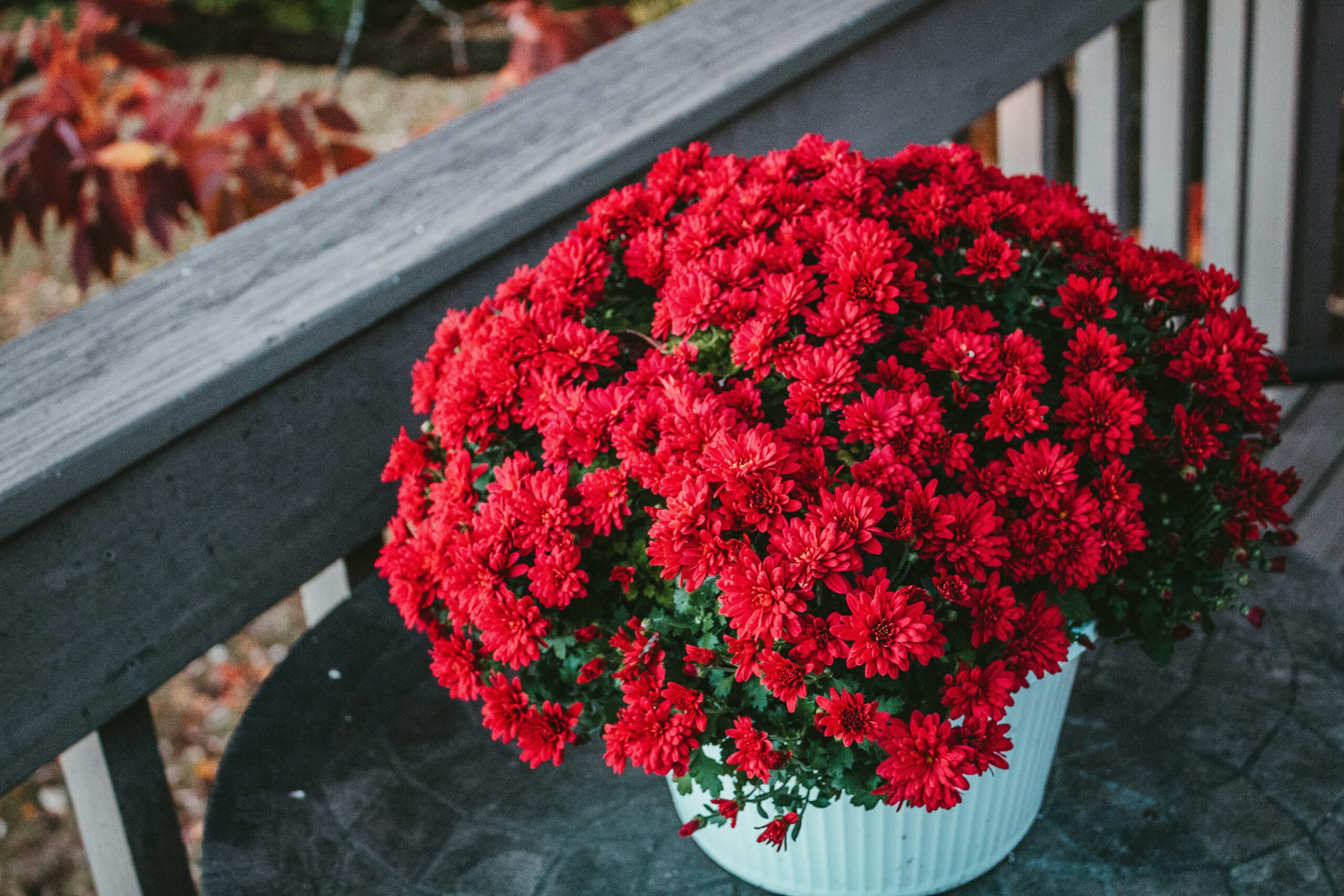 Floramedia - blog, Toussaint 2026 végétal, chrysanthèmes